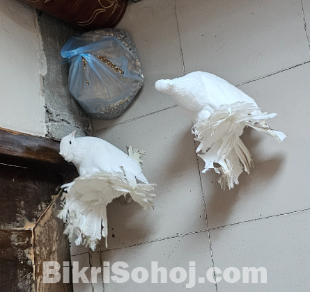 কবুতর